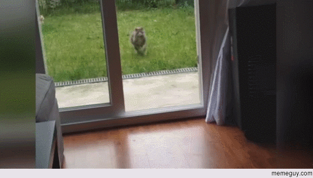Graceful kitty