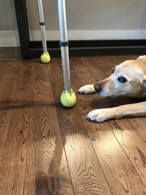 Grandma came over for thanksgiving but the dog wasnt so happy