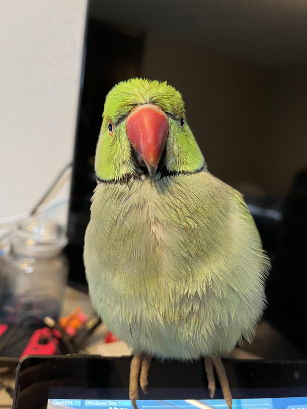 Grandpa bird