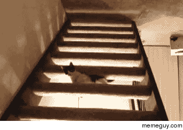 Gravity Cat vs Stairs