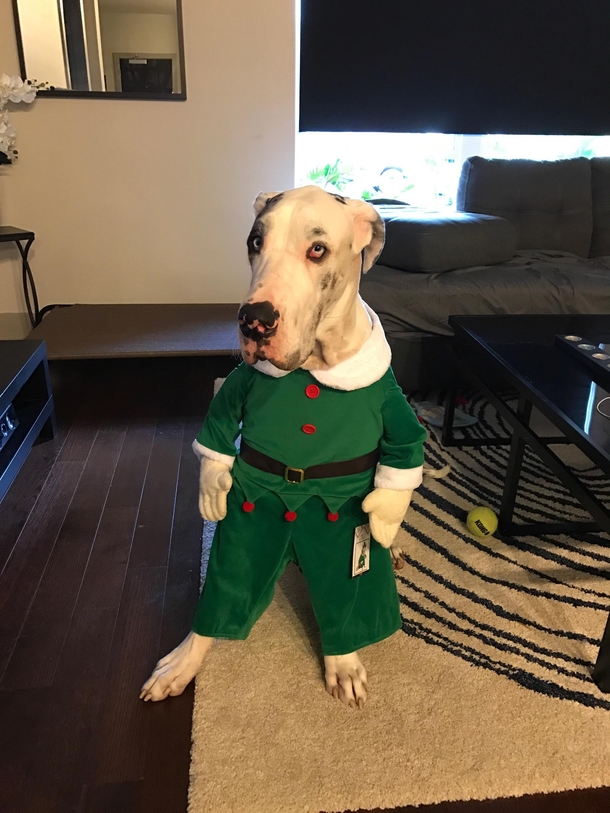 Great Elf