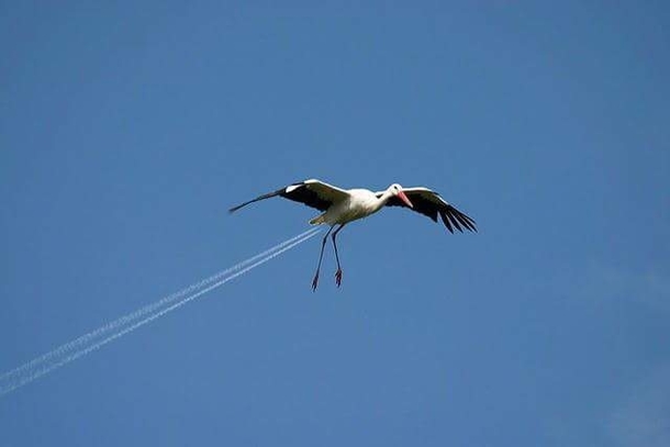 Great they are using birds for chemtrails now