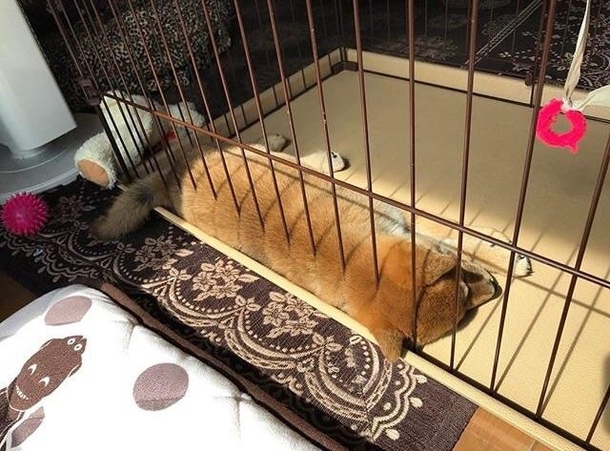 Grilled Hot Dog