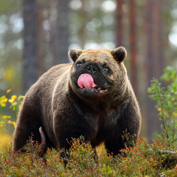 Grizzly Pug