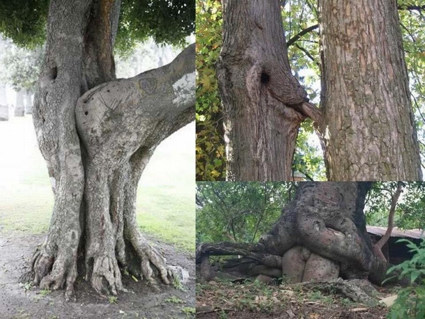 Groot sex tape leaked