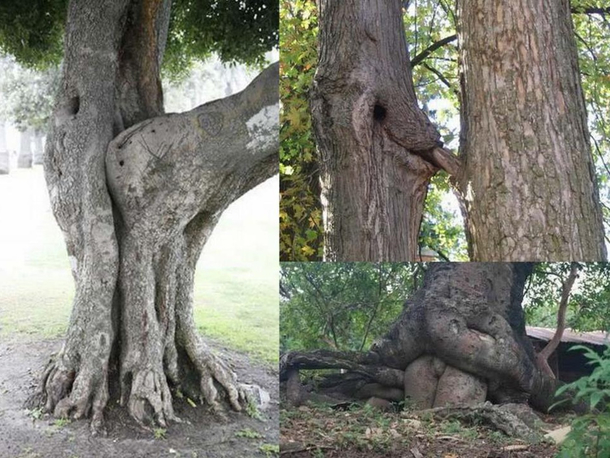 Groot sex tape leaked