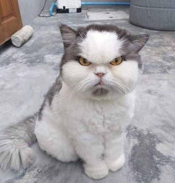 grumpy kitty grumpy kitty