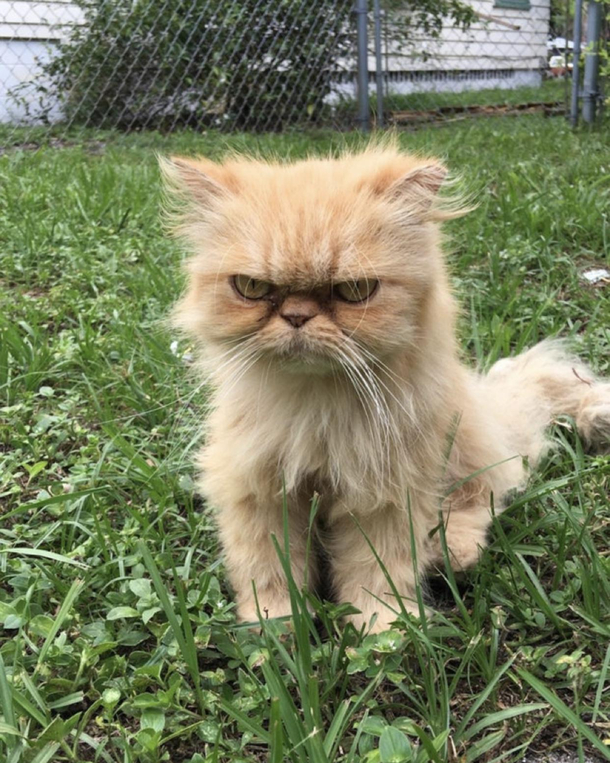 Grumpy Cat