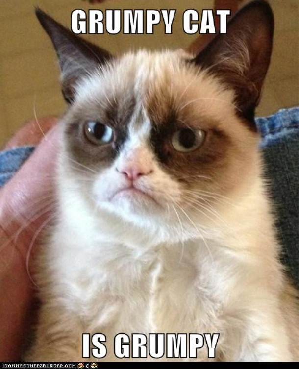 grumpy cat