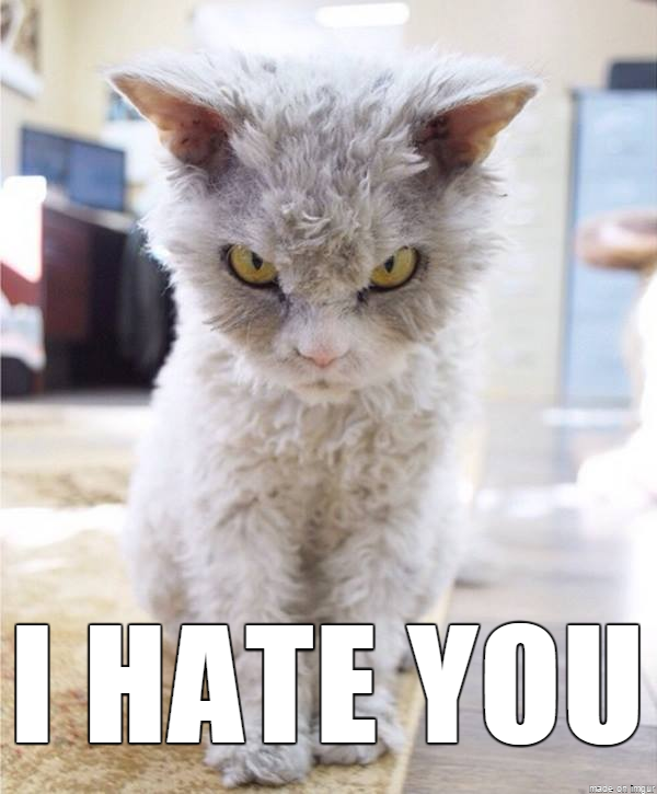 Grumpy cat is grumpy