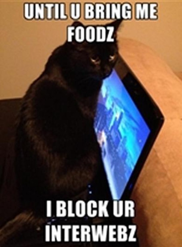 Grumpy Cats cousin 