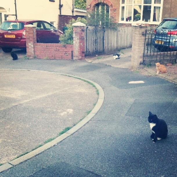 Guard Cats