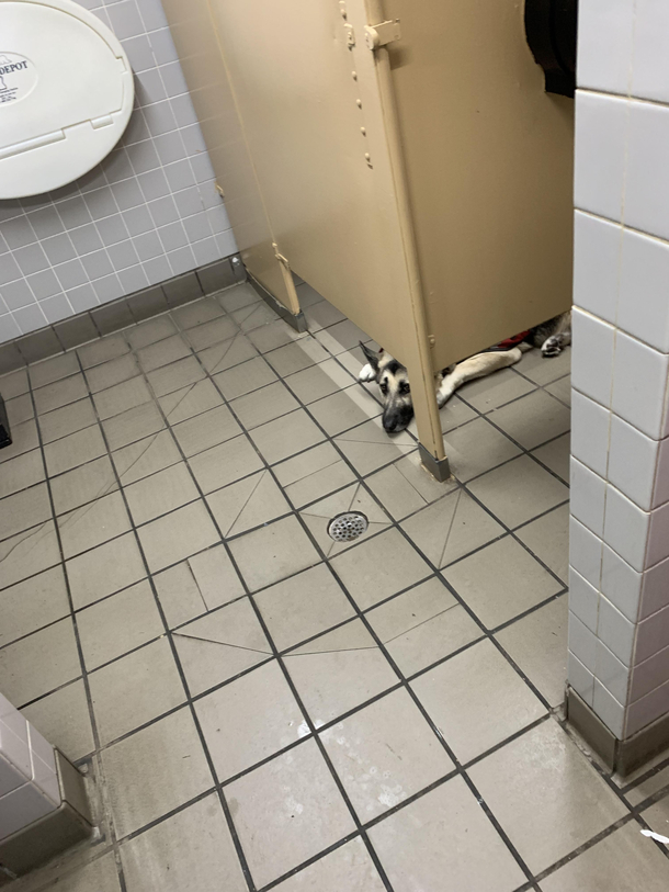 Guard dog in the line of doodie