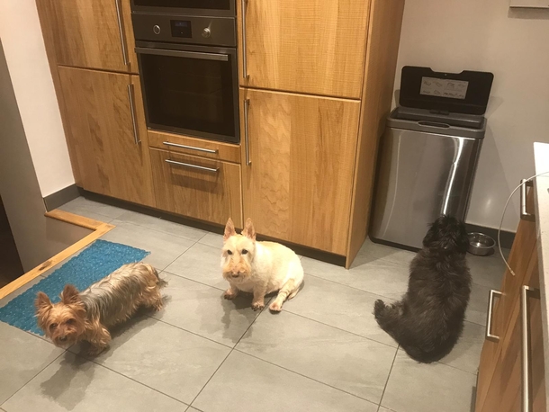 Guess which one is blind
