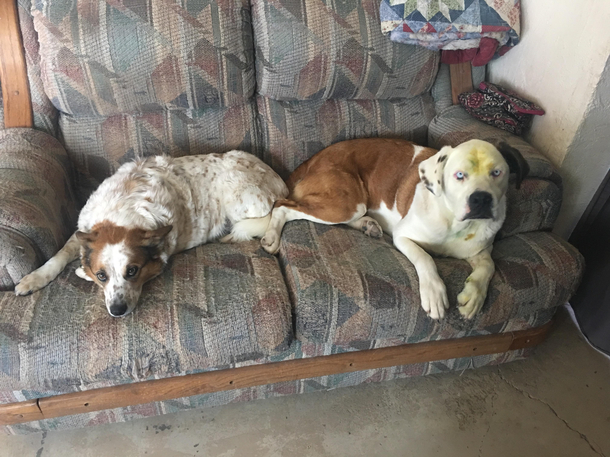 Guess who got in the trash where the Easter egg dye was