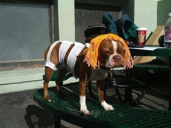 Guess who my dog is for Halloween