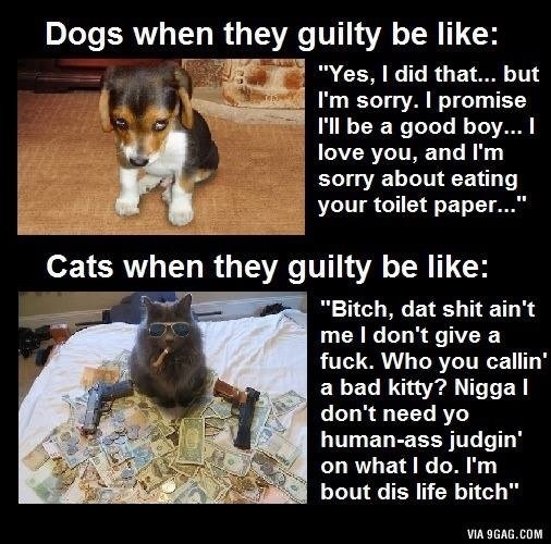 Guilty dogs vs guilty cats