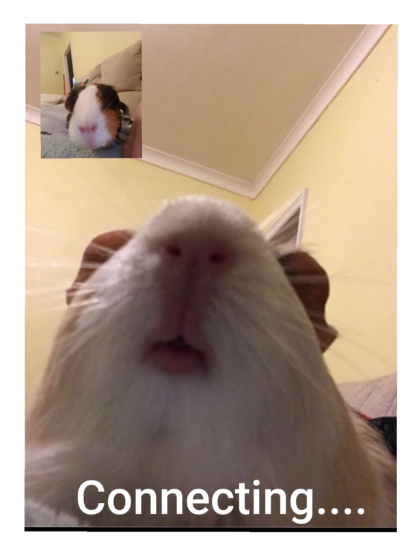 guinea pig zoom calls
