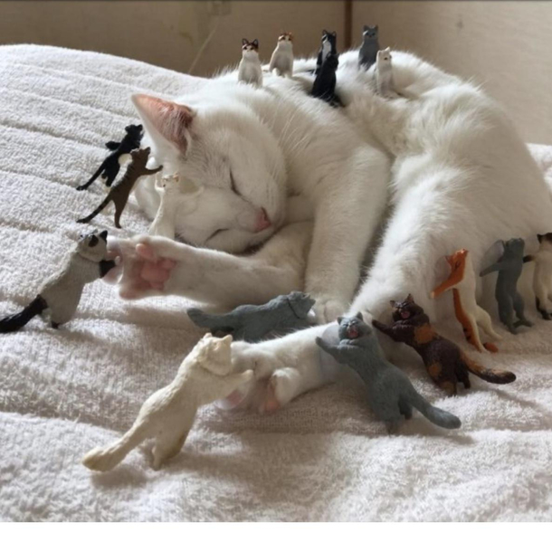 Gullivers TravelKitty Edition