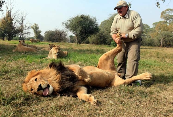 Guy can I stop now Lion no
