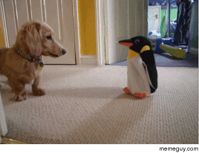 Guys Guys Run Theres a penguin in the house Guys