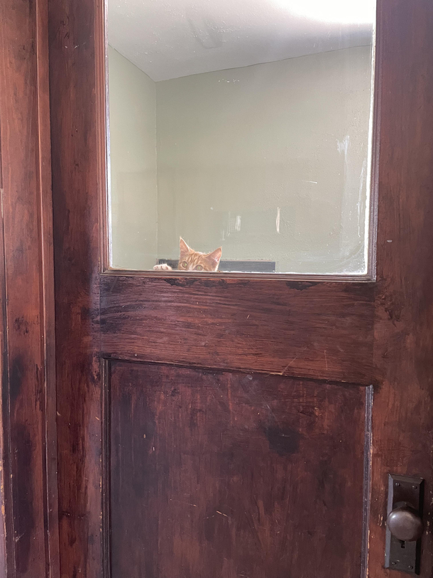 Guys help I dont own a cat