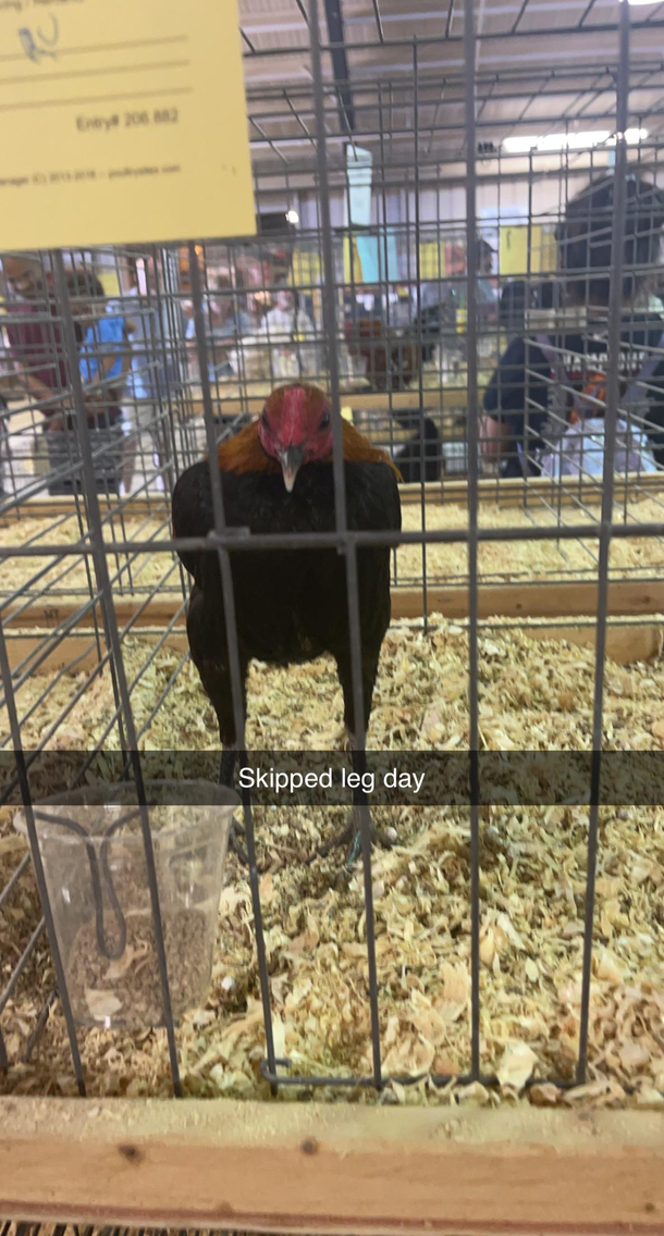 Gym bros meet gym chicken