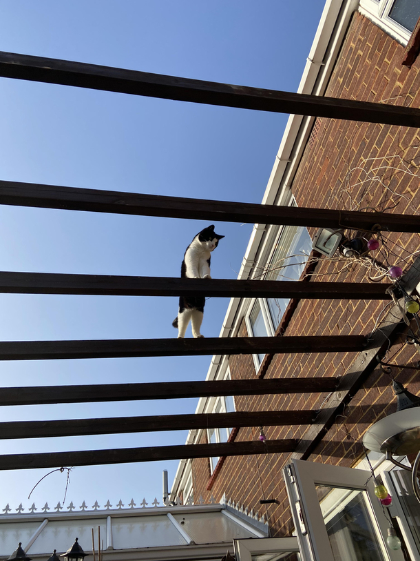 Had a BBQ today looked up and saw my cat staring at us