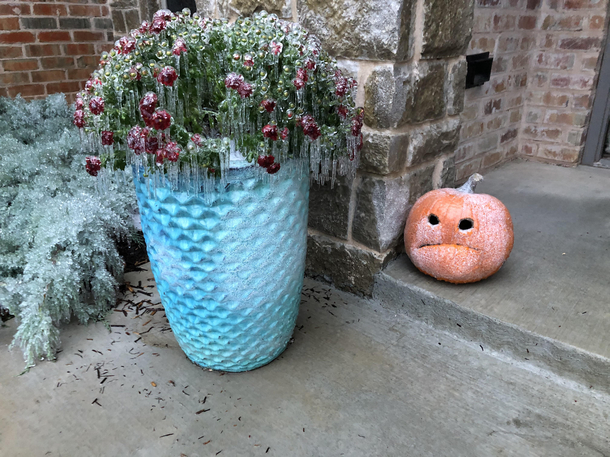 Had an ice storm a few days ago My pumpkin didnt seem very happy about it