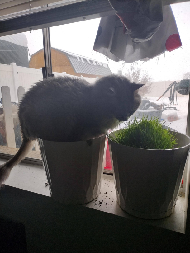 Had basil and wheatgrass next to each other Grass was doing fine I couldnt figure out why the basil died Walked in on this