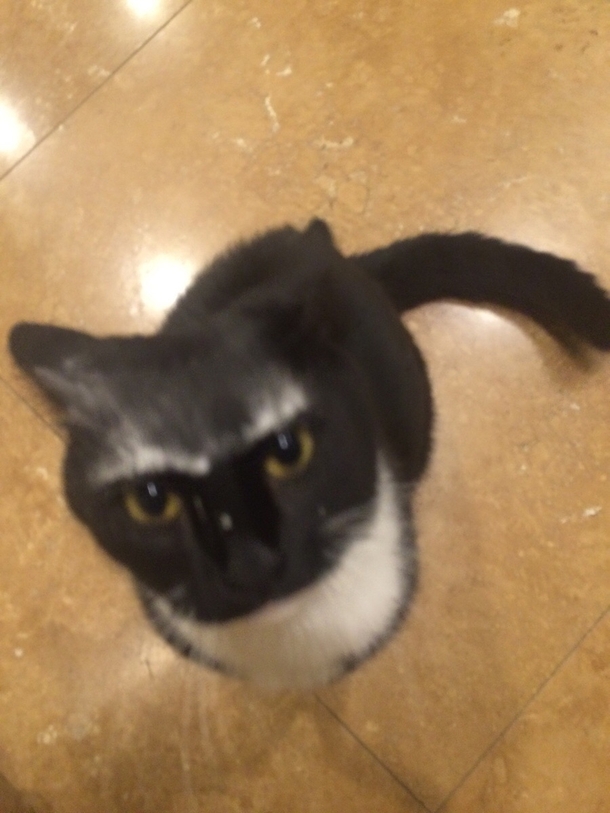 Had some flower on my hands and then petted my cat