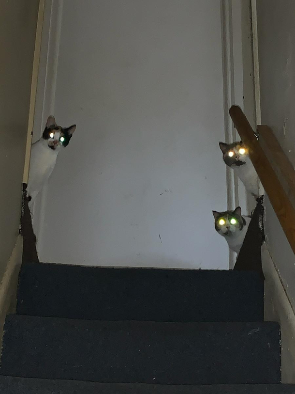 Had someone drop by to get photos of ceiling damage from bad weather Got a message from him soon after he got there saying Come Play With Us My cats are weird