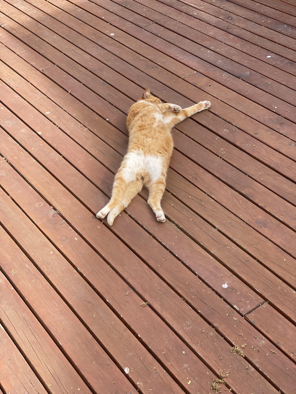 Had to check to make sure he was breathing - yep just asleep