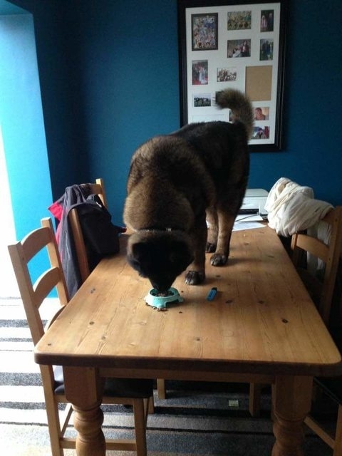 Had to move the cat food so the dog couldnt reach it