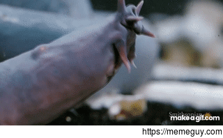 Hagfishs mouth