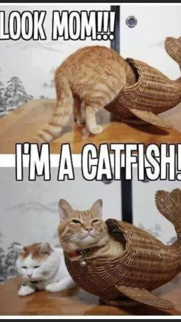 Hahaha LOL 
