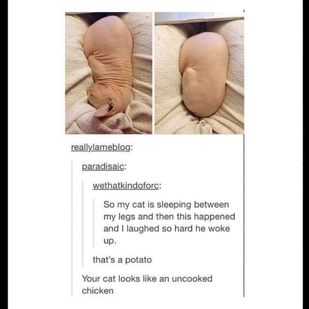 hairless cats