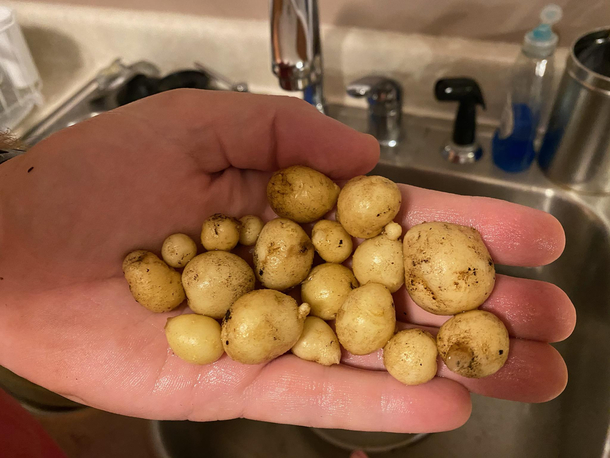 Half my potato harvest Mark Watney would be disappointed