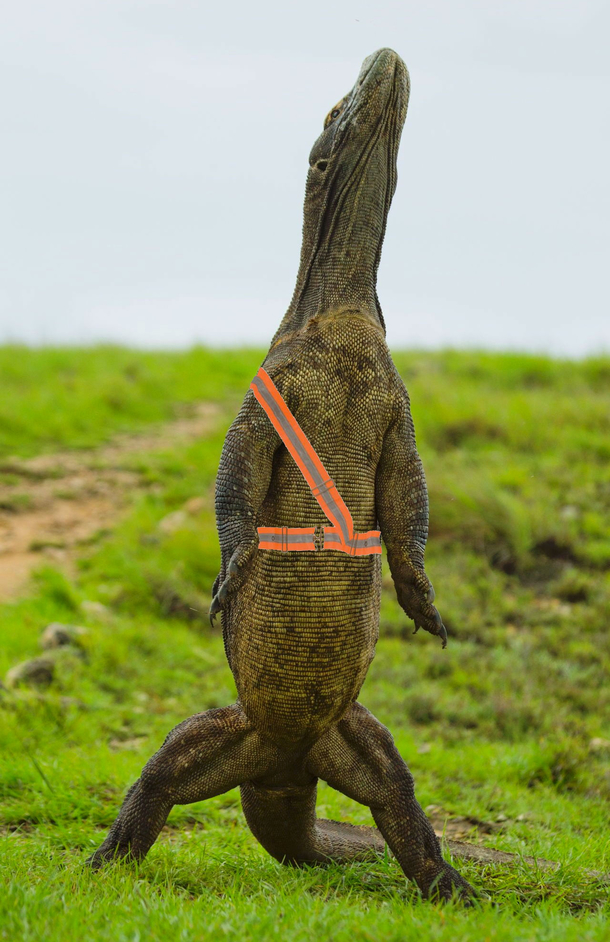 Hall Monitor Lizard