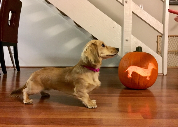 Hallow-weenie