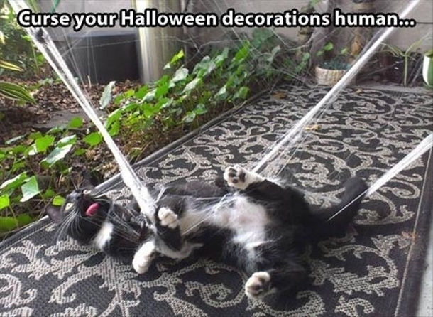 Halloween decorations