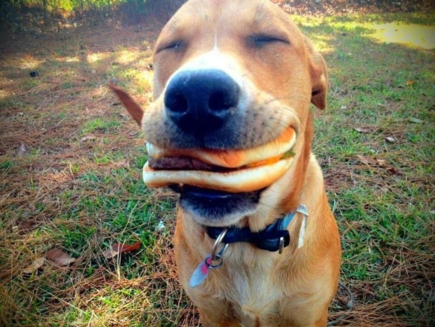 hamburgie hamburgie hamburgie