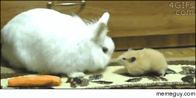 Hamster steals carrot from rabbit