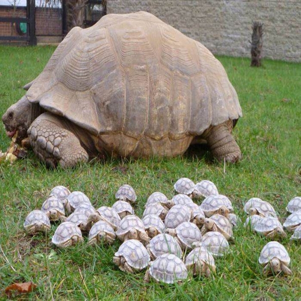 Hand grenade family portrait