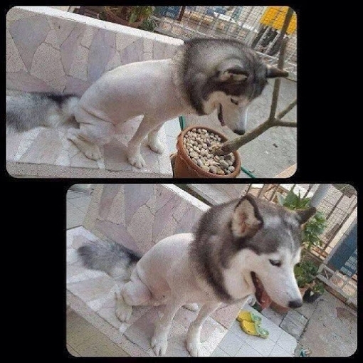Handling Thailands summer heat level Husky