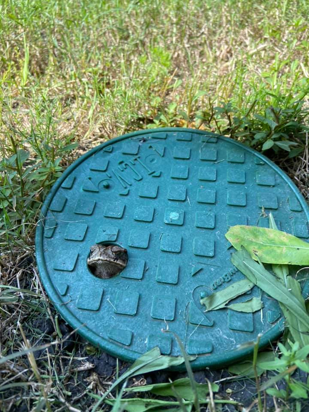 Handsome lookin and sleepy toad checking whats causing the commotion outside his home