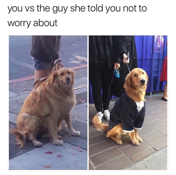 Hansome dogos