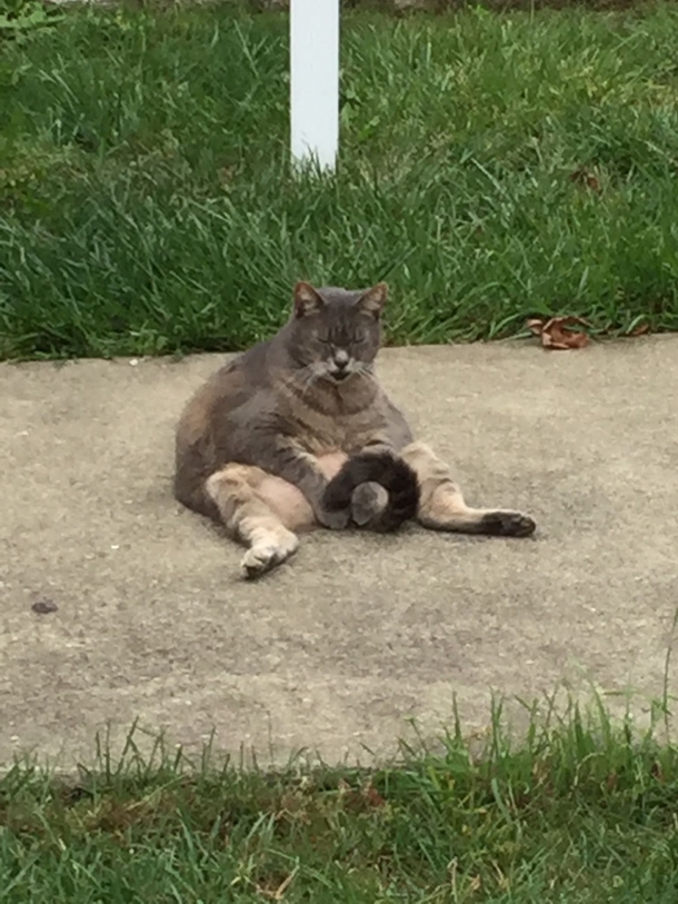 Happened upon this guy snoozing on the sidewalk today