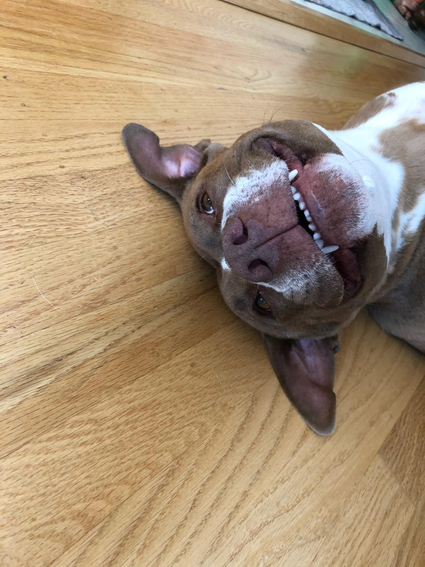 happy doggo