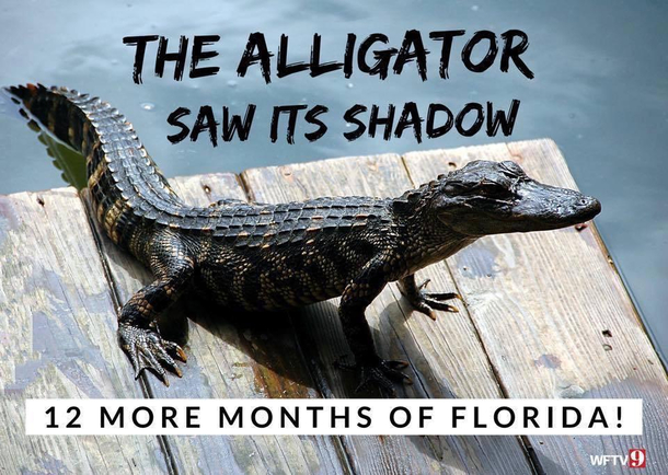 Happy Groundho Alligator Day